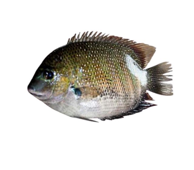 Karimeen / Pearl Spot
