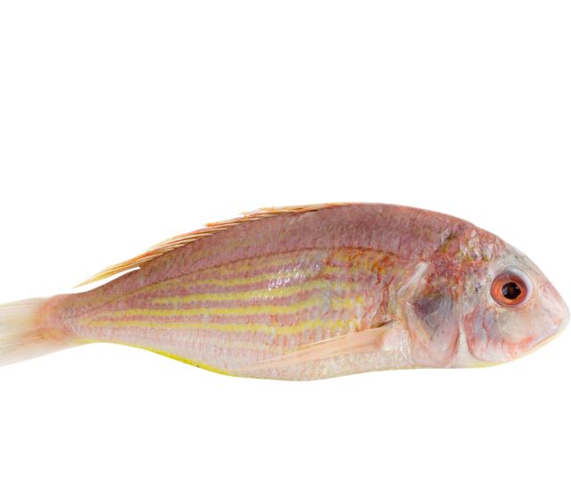Kilimeen / Pink Perch